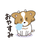看板犬・パピヨンのあかね（個別スタンプ：11）
