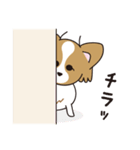 看板犬・パピヨンのあかね（個別スタンプ：13）