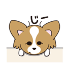 看板犬・パピヨンのあかね（個別スタンプ：14）