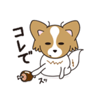 看板犬・パピヨンのあかね（個別スタンプ：19）