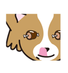 看板犬・パピヨンのあかね（個別スタンプ：20）