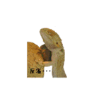 フトアゴ おこげ（個別スタンプ：25）