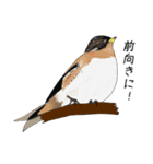そうだ、対馬に行こう！～野鳥スタンプ～（個別スタンプ：15）