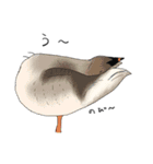 そうだ、対馬に行こう！～野鳥スタンプ～（個別スタンプ：20）