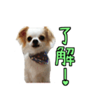 チロくんのデカ文字日常会話（個別スタンプ：1）
