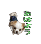 チロくんのデカ文字日常会話（個別スタンプ：2）