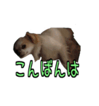 チロくんのデカ文字日常会話（個別スタンプ：4）