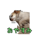 チロくんのデカ文字日常会話（個別スタンプ：5）