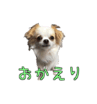 チロくんのデカ文字日常会話（個別スタンプ：6）