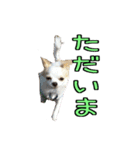 チロくんのデカ文字日常会話（個別スタンプ：7）
