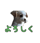 チロくんのデカ文字日常会話（個別スタンプ：8）