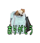 チロくんのデカ文字日常会話（個別スタンプ：9）
