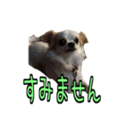 チロくんのデカ文字日常会話（個別スタンプ：10）