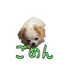 チロくんのデカ文字日常会話（個別スタンプ：11）