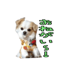 チロくんのデカ文字日常会話（個別スタンプ：12）