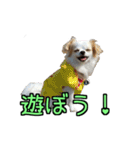 チロくんのデカ文字日常会話（個別スタンプ：13）