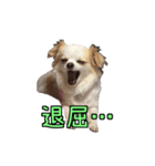 チロくんのデカ文字日常会話（個別スタンプ：14）