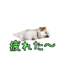 チロくんのデカ文字日常会話（個別スタンプ：15）
