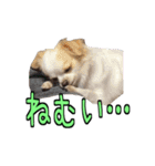 チロくんのデカ文字日常会話（個別スタンプ：16）