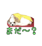 チロくんのデカ文字日常会話（個別スタンプ：17）