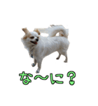 チロくんのデカ文字日常会話（個別スタンプ：18）