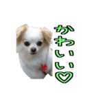 チロくんのデカ文字日常会話（個別スタンプ：20）