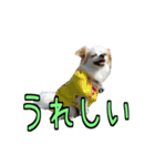 チロくんのデカ文字日常会話（個別スタンプ：21）