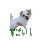 チロくんのデカ文字日常会話（個別スタンプ：24）