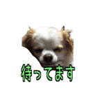 チロくんのデカ文字日常会話（個別スタンプ：27）