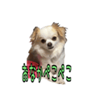チロくんのデカ文字日常会話（個別スタンプ：28）