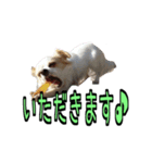 チロくんのデカ文字日常会話（個別スタンプ：29）