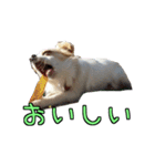 チロくんのデカ文字日常会話（個別スタンプ：30）