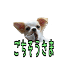 チロくんのデカ文字日常会話（個別スタンプ：31）