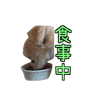 チロくんのデカ文字日常会話（個別スタンプ：32）