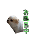 チロくんのデカ文字日常会話（個別スタンプ：33）