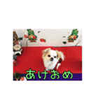 チロくんのデカ文字日常会話（個別スタンプ：34）