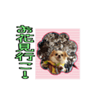 チロくんのデカ文字日常会話（個別スタンプ：35）