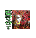 チロくんのデカ文字日常会話（個別スタンプ：36）