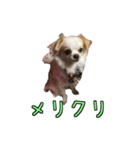 チロくんのデカ文字日常会話（個別スタンプ：37）