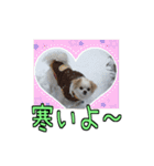 チロくんのデカ文字日常会話（個別スタンプ：38）