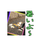 チロくんのデカ文字日常会話（個別スタンプ：39）
