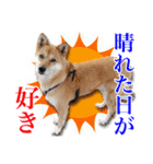 保護犬のわんこ3（個別スタンプ：3）