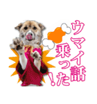 保護犬のわんこ3（個別スタンプ：10）