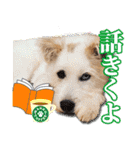 保護犬のわんこ3（個別スタンプ：11）