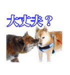 保護犬のわんこ3（個別スタンプ：12）