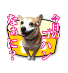 保護犬のわんこ3（個別スタンプ：13）