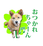 保護犬のわんこ3（個別スタンプ：16）