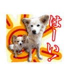 保護犬のわんこ3（個別スタンプ：18）