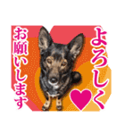 保護犬のわんこ3（個別スタンプ：23）