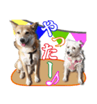 保護犬のわんこ3（個別スタンプ：24）